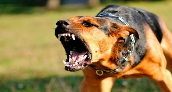 " صحة جازان " تكشف حقيقة اعتداء كلاب مسعورة على أطفال
