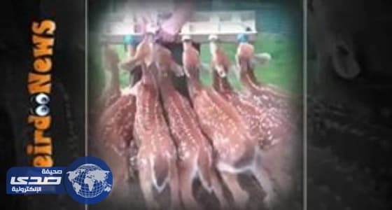 بالفيديو.. مربٍ يرضع مجموعة من الغزلان الصغيرة في وقت واحد