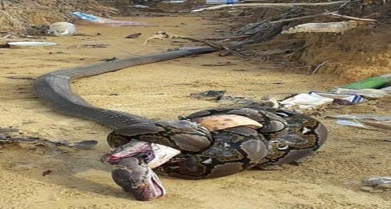 صورة معركة عنيفة بين كوبرا وبايثون