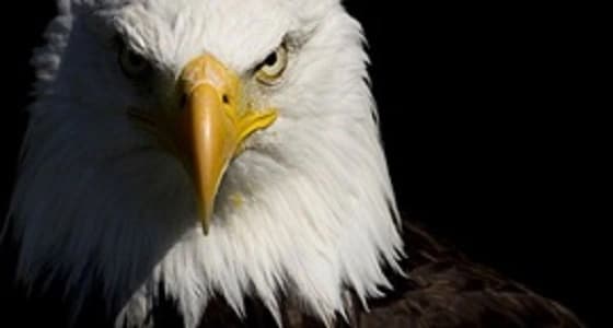 صقر يتجول بين بناء ثكنات بحرية جديدة