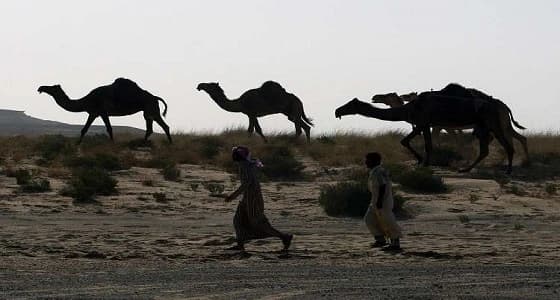 دراسة تكشف إمكانية إنتاج عقار جديد من دم الإبل