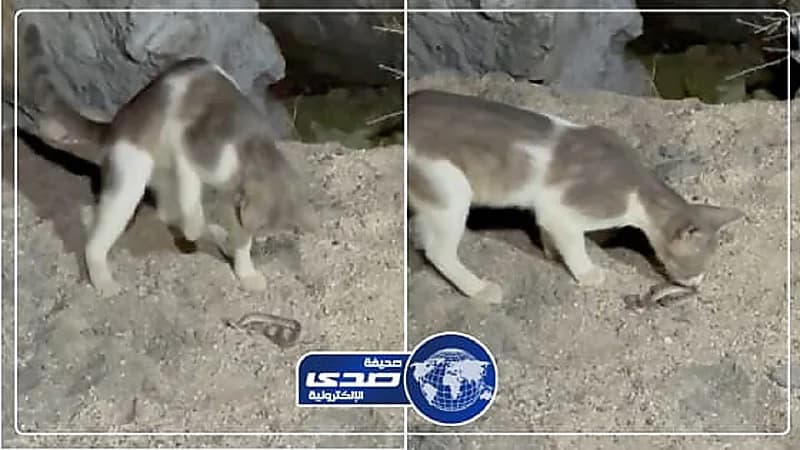 بالفيديو.. القطط تحل مشاكل أهالي أضم مع الحية أم جنيب