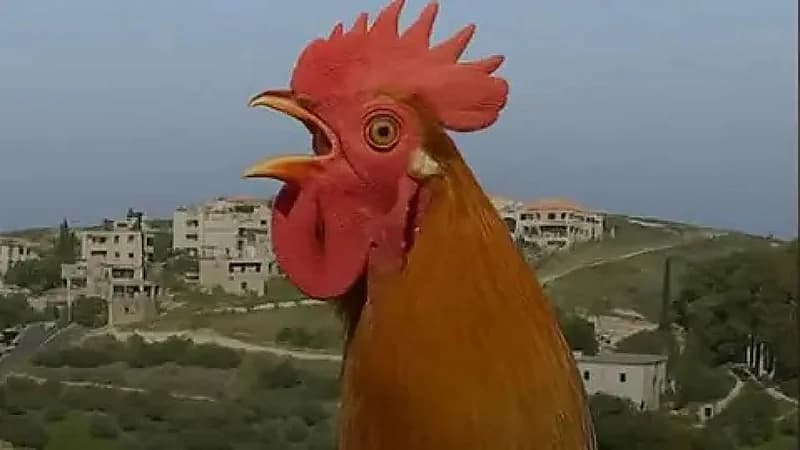 رئيس بلدية في لبنان يصدر قراراً بمنع صياح الديوك