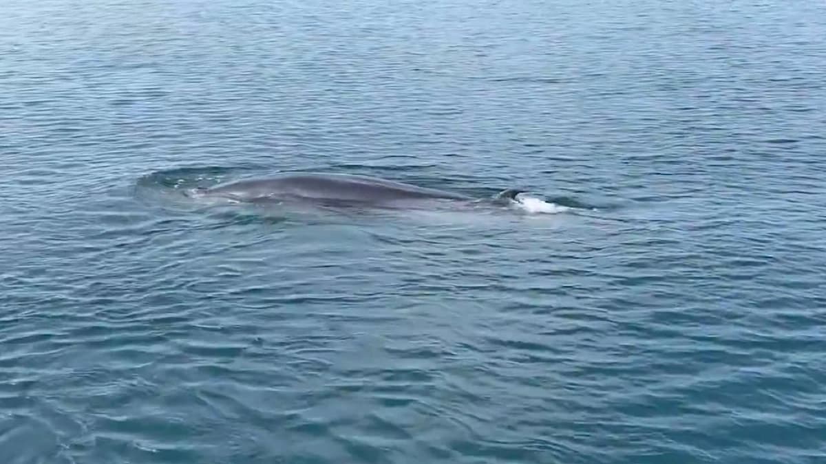 الحياة الفطرية توثّق حوت بريدي في مياه محمية جزر فرسان .. فيديو