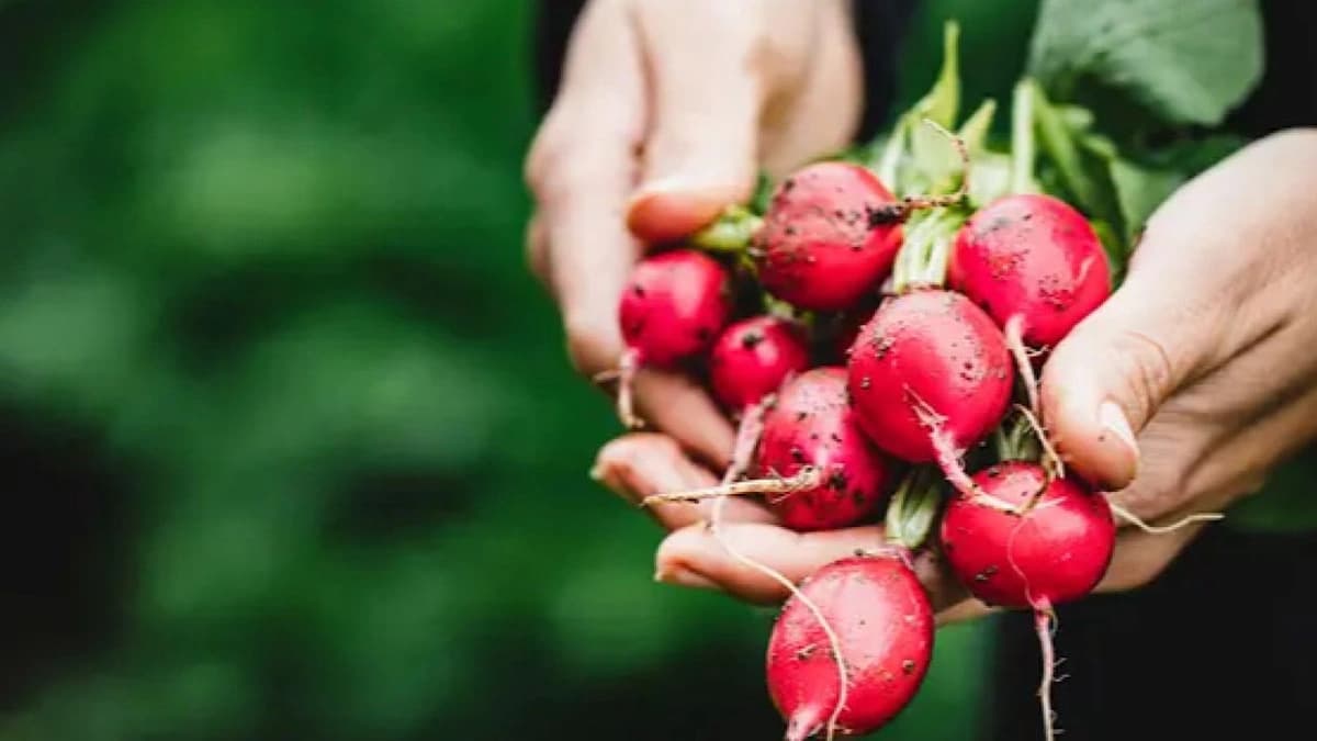 دراسة تكشف فوائد أوراق الفجل لتقوية البكتيريا النافعة في الأمعاء