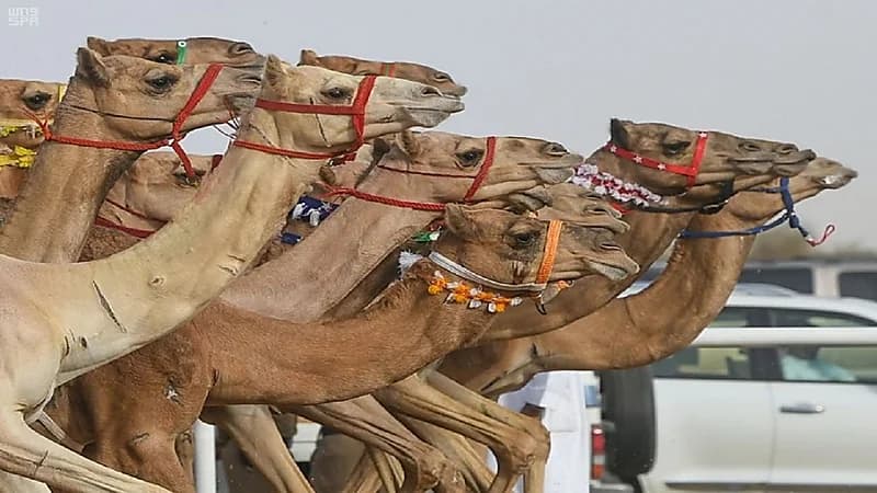 "ابن حثلين" يوضح حقيقة وجود هجن تعود ملكيتها إلى ولي العهد