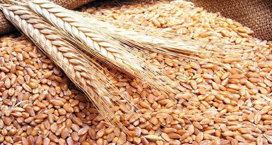 ترسية الدفعة الأولى من " القمح " المستورد لهذا العام