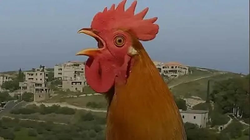 رئيس بلدية في لبنان يصدر قراراً بمنع صياح الديوك