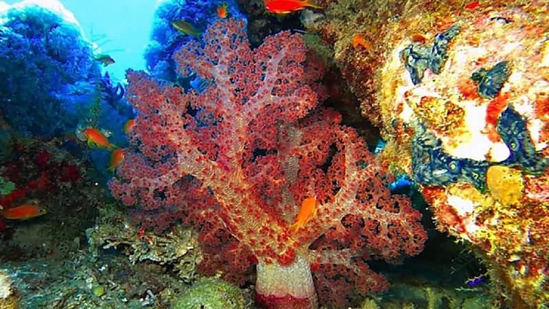 "البيئة": المملكة تمتلك شعب مرجانية الأكثر صحة وملتزمة بالحفاظ عليها واستعادتها