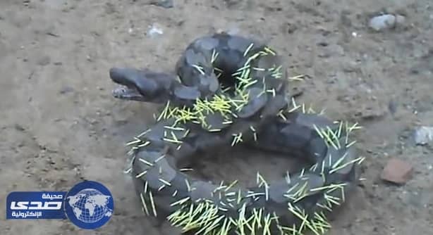 بالفيديو.. ثُعبان يُحاول ألتهام قُنفذ .. فماذا حدث له ؟َ!