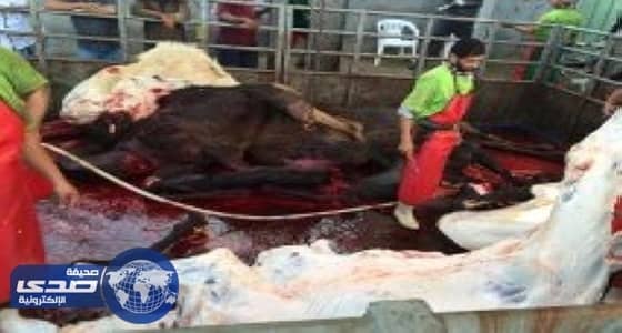 إغلاق مسالخ عشوائية بمكة المكرمة