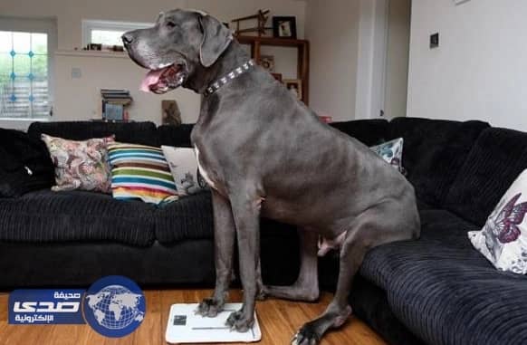 بالفيديو.. أضخم كلب في بريطانيا يزن فيلاً صغيراً