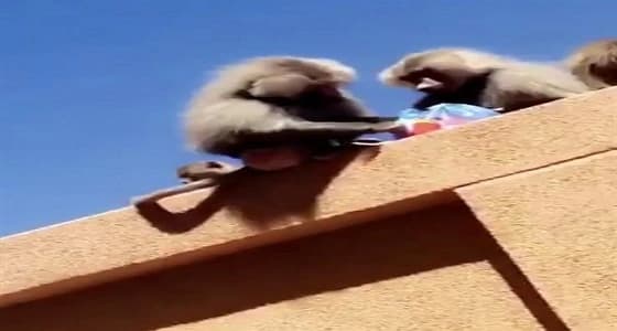 بالصور.. الكلاب والقرود تثير الذعر لطالبات جامعة بيشة في بلقرن