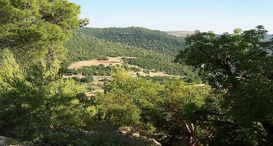 التفاصيل الكاملة لعثور الأمن الأردني على طفل سعودي بإحدى الغابات